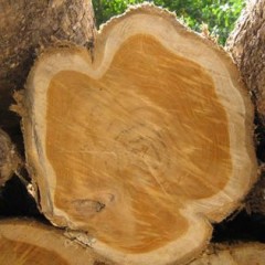 Why is Heartwood Darker in Color than Sapwood?