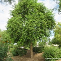 What Is Sheesham Wood? Everything You Need To Know About It