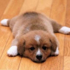 Choosing The Best Hardwood Floors For Dogs