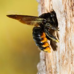 How to Get Rid of Wood Bees