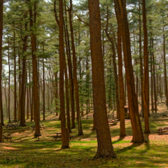 How Much Does It Cost To Remove A Tree