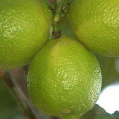 Natural Wood Floor Cleaner – Top 5 Readily Available in Your Homes