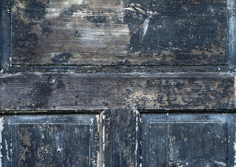 Steps How to Kill Mold on Wood The Basic Woodworking