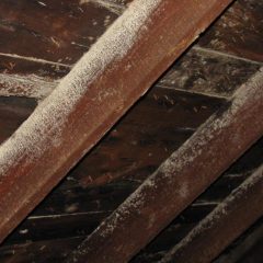 How to Identify White Mold On Wood