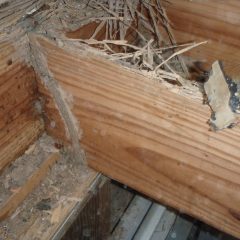 How to Get Rid of Termites