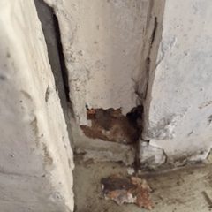 Wood Rot Repair Guide